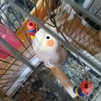 عروس هلندی جفت مولد سخن گو|پرنده|نظرآباد, نظرآباد|دیوار