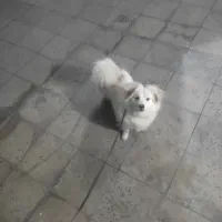 سگ پشمالو|سگ|ملایر, |دیوار