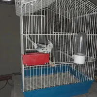 عروس هلندی|پرنده|اصفهان, گلزار|دیوار
