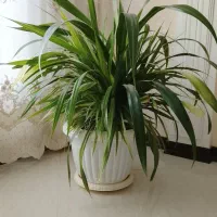 گل های طبیعی