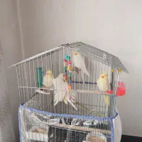 دو جفت عروس هلندی مولد به شرط