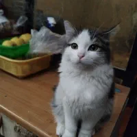 واگذاری بچه گربه فقط به شرط