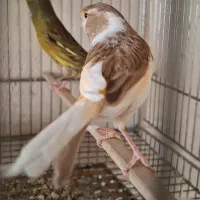 چهار عدد ماده ابلغ. جفت خور سهره|پرنده|شیراز, شهرک صدا و سیما|دیوار