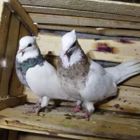 طوقی|پرنده|محمدشهر, محمدشهر|دیوار