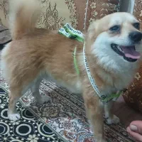 سگ پامر روباهی خانگی