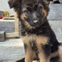 توله ژرمن شولاین مو بلند اصیل