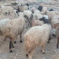 33راس شیشک میش داشتی بره دار و آبستن|حیوانات مزرعه|جره و بالاده, |دیوار