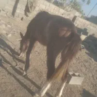 سالم|اسب و تجهیزات اسب‌سواری|میناب, |دیوار