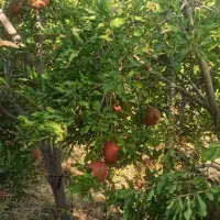 فروش انار شیرین وانار نوبرانه پوست نازک|خوردنی و آشامیدنی|شیراز, قصرالدشت|دیوار