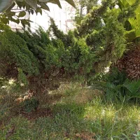 ۴ عدد دم روباهی ۲۰ ساله