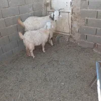 یکساله زاییده با بزغاله بزرگ نر