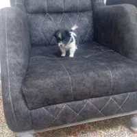 واگذار واگذار سایز 0|سگ|بم, |دیوار