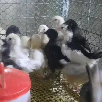 تخم مرغ نطفه دار وجوجه گلین وسلطان وکوشین