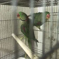 شاه طوطی اسکندر|پرنده|قم, باجک یک|دیوار