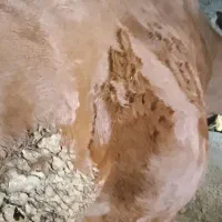 گاو|حیوانات مزرعه|ماهنشان, |دیوار