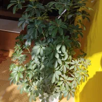 دو عدد درخت بسیار زیبا