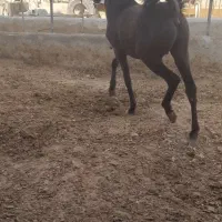 کره نر ۱۵ ماهه نوه رخش مریخ