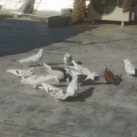 کبوتر پرشی|پرنده|اصفهان, مسجد مصلی|دیوار