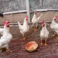 مجسمه خروس