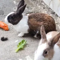 خرگوش|موش و خرگوش|سیریک, |دیوار