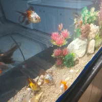 ماهی گلد فیش و تزئینات|ماهی|ارومیه, |دیوار