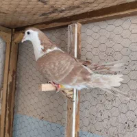 کبوتر رنگه و دورگ|پرنده|مشهد, فاطمیه|دیوار