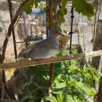 پرنده خانگی