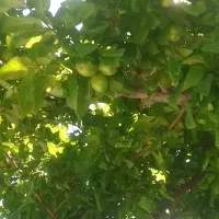 گوجه سبز درجه1