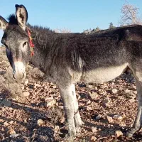 فروش الاغ سرحال و گله ای