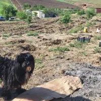 سگ گمشده|حیوانات|زنجان, |دیوار