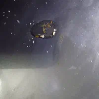 خاک طلا|جواهرات|قم, مسجد امام حسن|دیوار