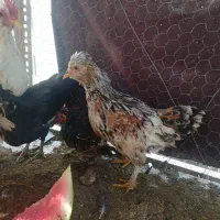 مرغ و خروس زینتلی