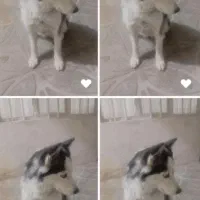 سگ هاسکی باهوش وفادار