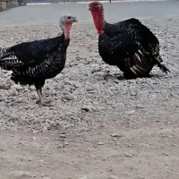 فروش یک جفت بوقلمون جوان