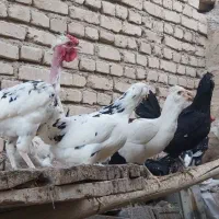تخم نطفه دار|حیوانات مزرعه|یزد, |دیوار
