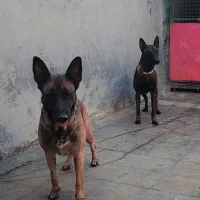 مالینویز|سگ|بومهن, |دیوار