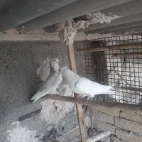 یک جفت کبوتر سفید کله برنجی کاکلی خوش رخ