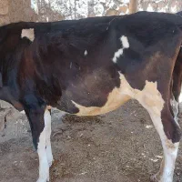 گاو