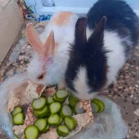 خرگوش لوپی با قفس|موش و خرگوش|زاهدان, |دیوار