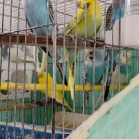 مرغ عشق|پرنده|رزن, |دیوار