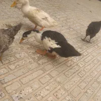اردک ۳ماهه
