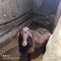 قوچ هترو|حیوانات مزرعه|قره پشتلو, |دیوار