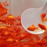 ماهی قرمز.ماهی عید