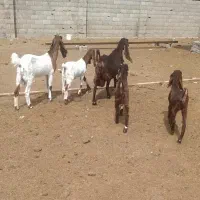 بز و بزغاله گلابی