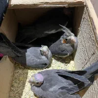 فروش ۵تا عروس هلندی جوجه ۲تومن|پرنده|لاهیجان, گلستان|دیوار