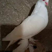 لوطی چشم قرمز