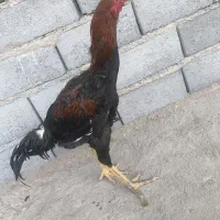 یک عدد خروس لاری و جوان و سرحال