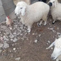 قوچ|حیوانات مزرعه|نیمروز, |دیوار