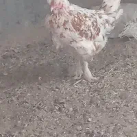 مرغ تخمی پرپاوکاکلی|حیوانات مزرعه|اسلامیه, |دیوار