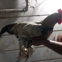 خروس  ۶ماه بدن پر صحیح سلامت مرغ گیر|حیوانات مزرعه|ری, جوانمرد قصاب|دیوار